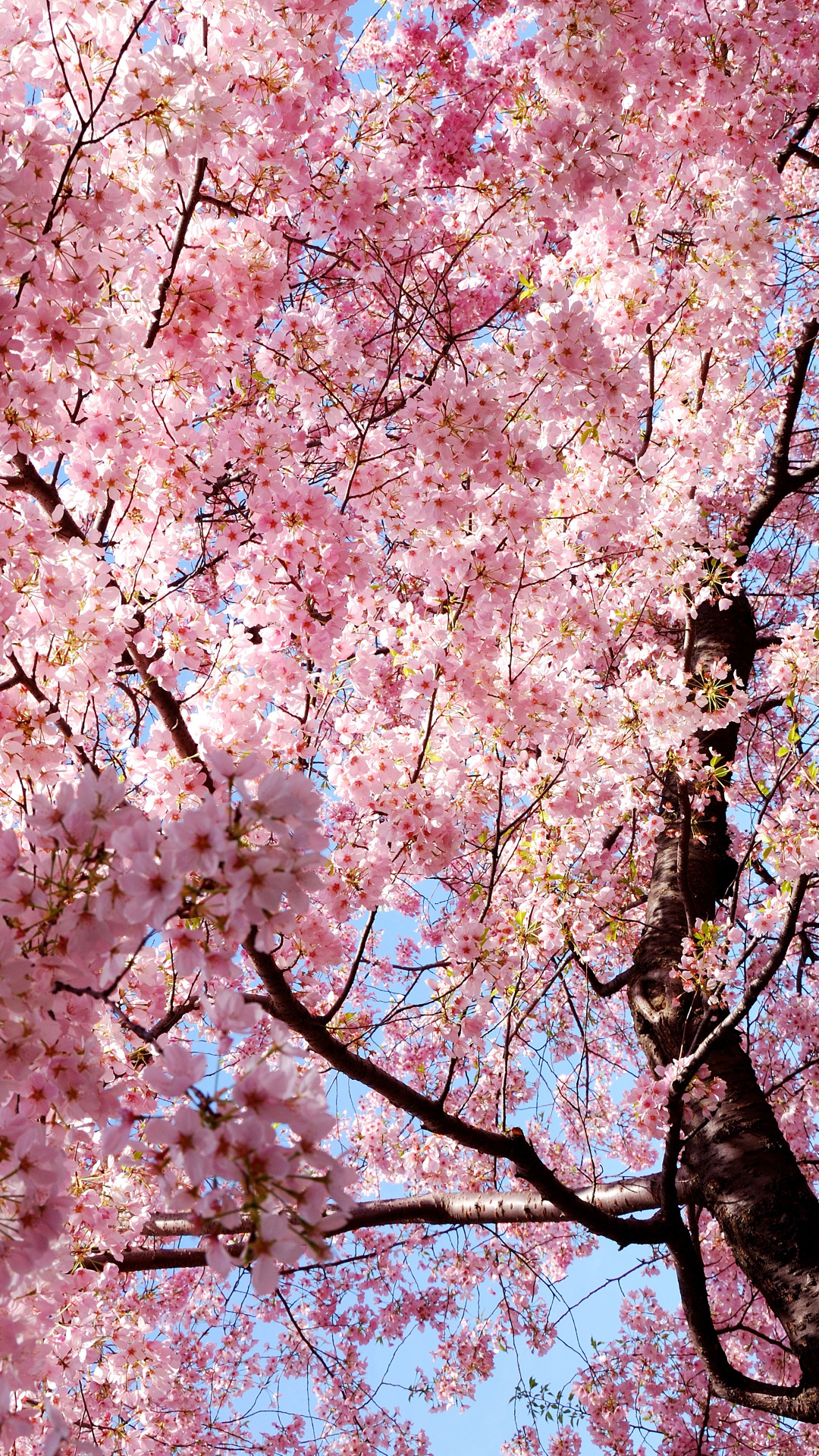 Sakura Wallpaper - Iphone 6 Sakura Wallpaper Hd - HD Wallpaper 