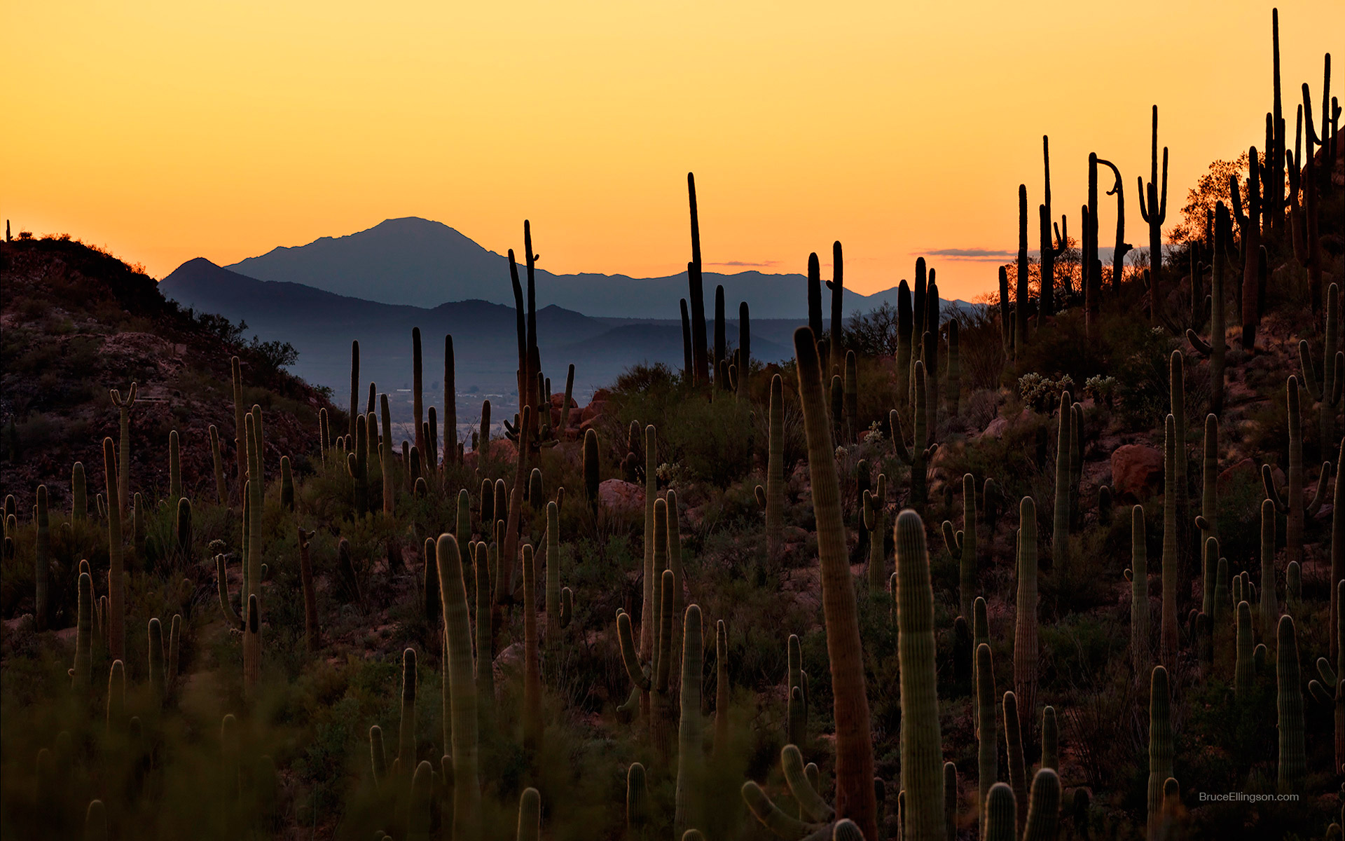 Saguaro Desktop - HD Wallpaper 