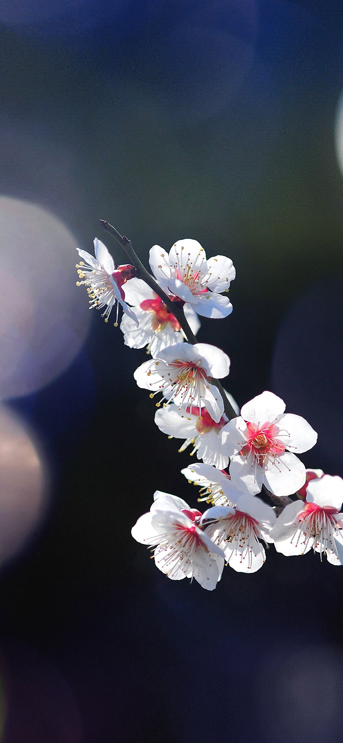 Com Apple Iphone Wallpaper Mq24 Spring Flower Sakura - Cherry Blossom Wallpaper Iphone X - HD Wallpaper 