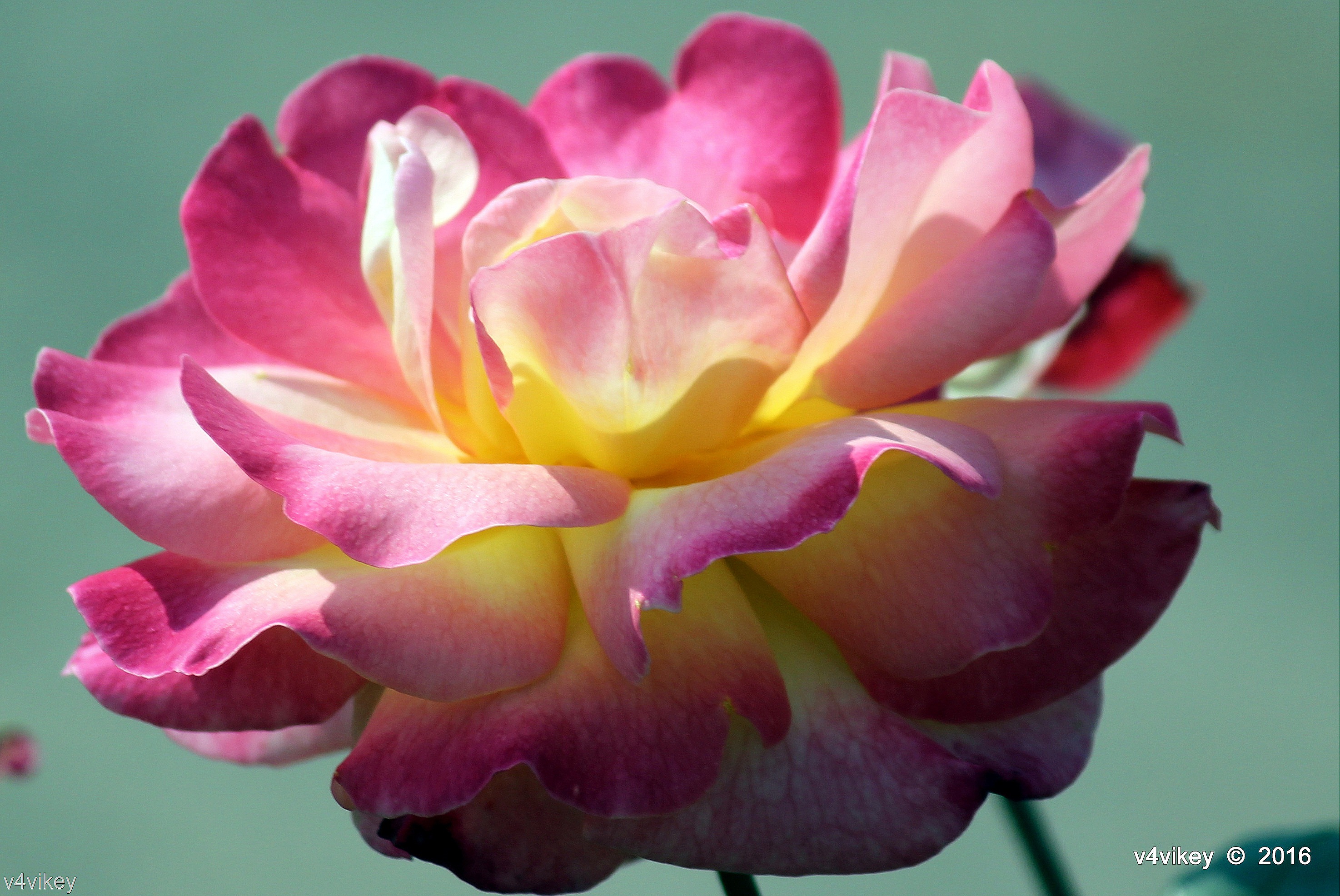 Floribunda - HD Wallpaper 