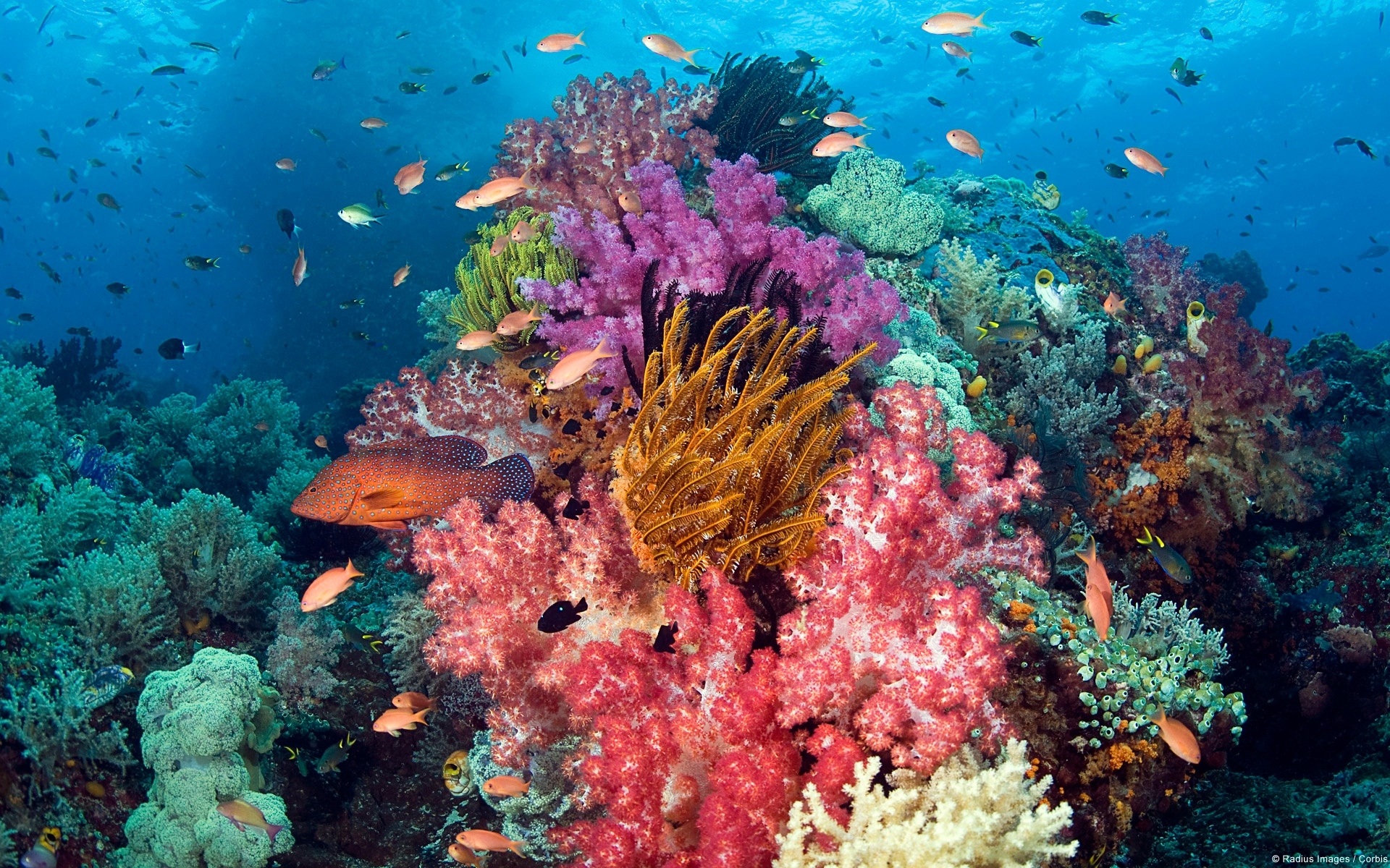 Coral Reef Wallpaper - Underwater Coral Reef Hawaii - HD Wallpaper 