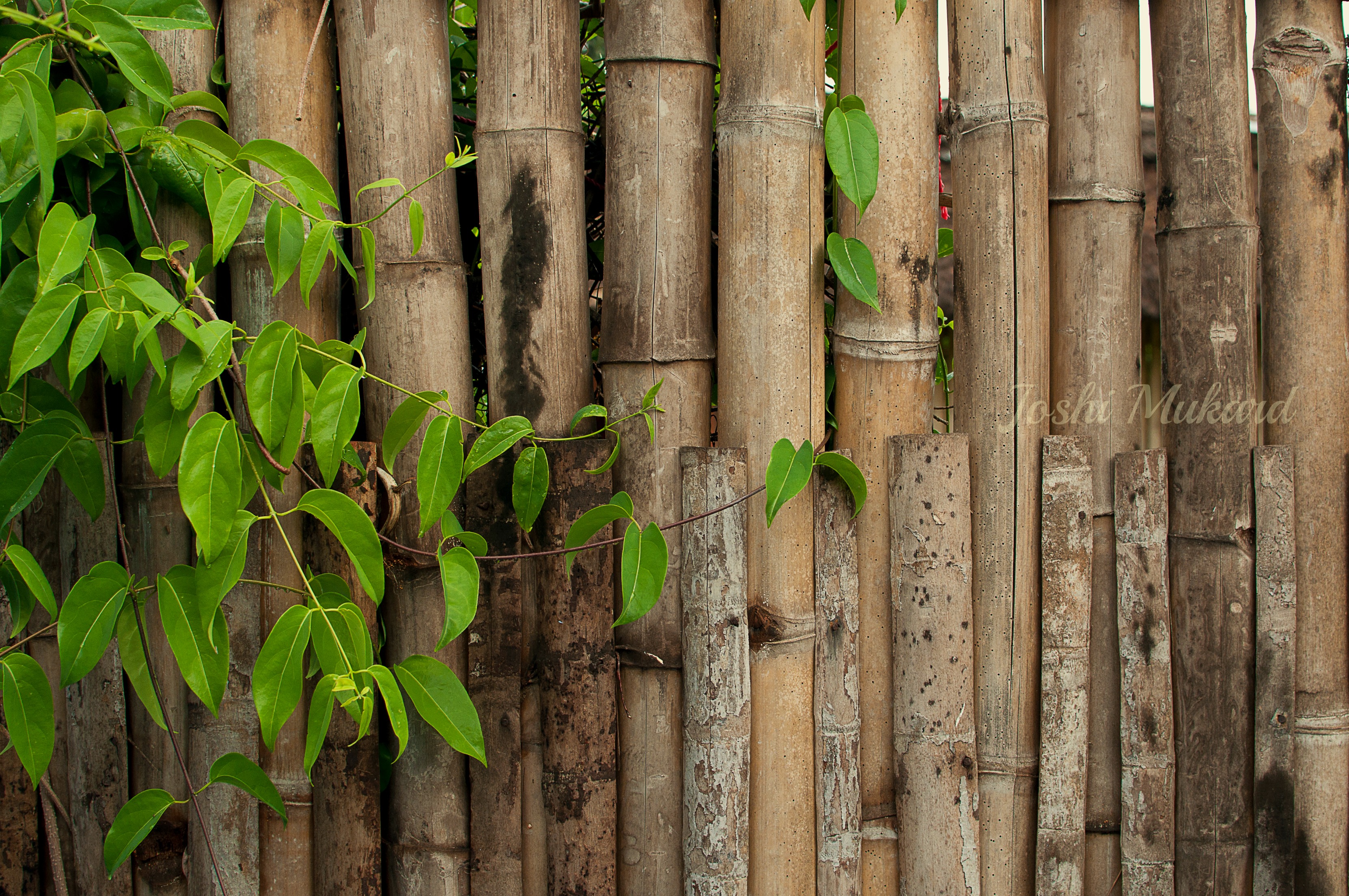 Dsc - Plank - HD Wallpaper 