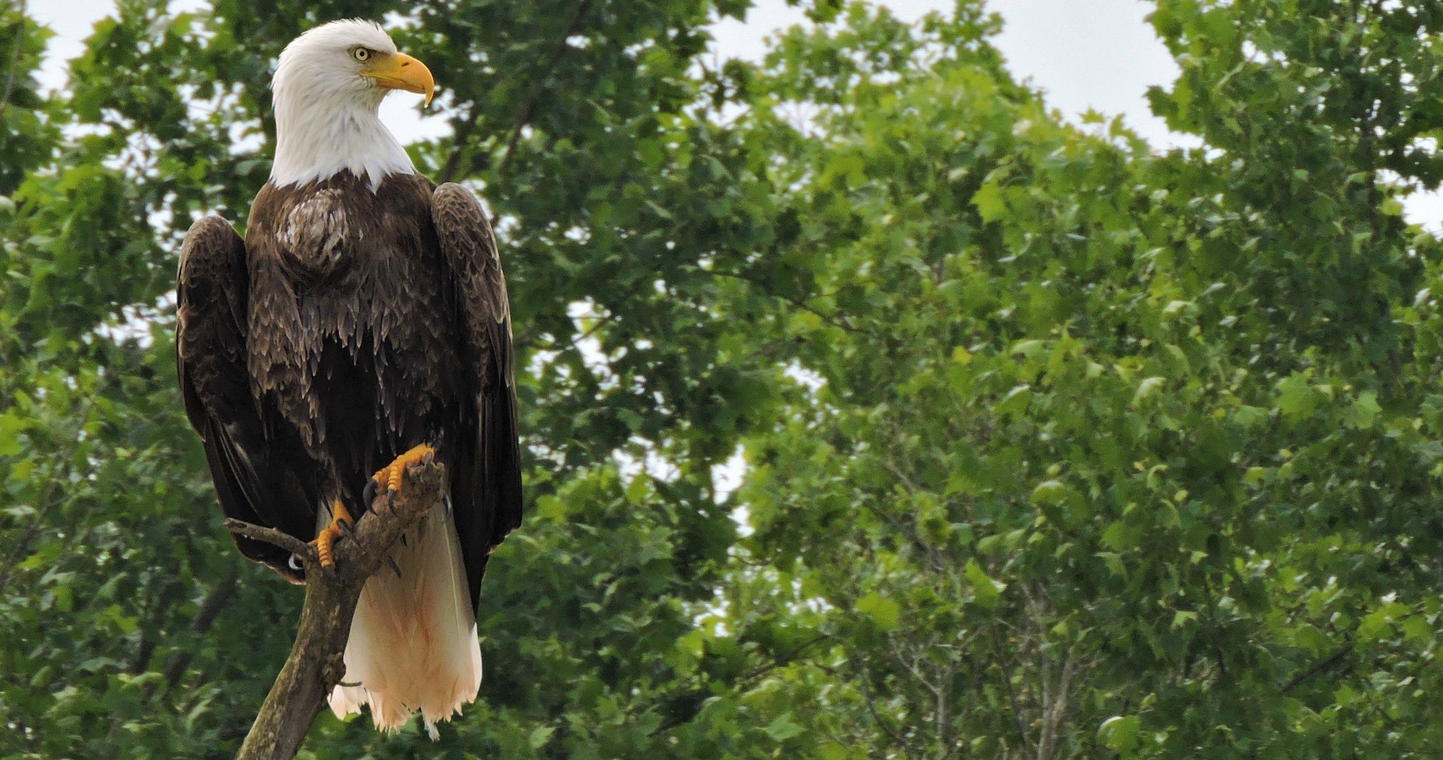 Bald Eagle - HD Wallpaper 