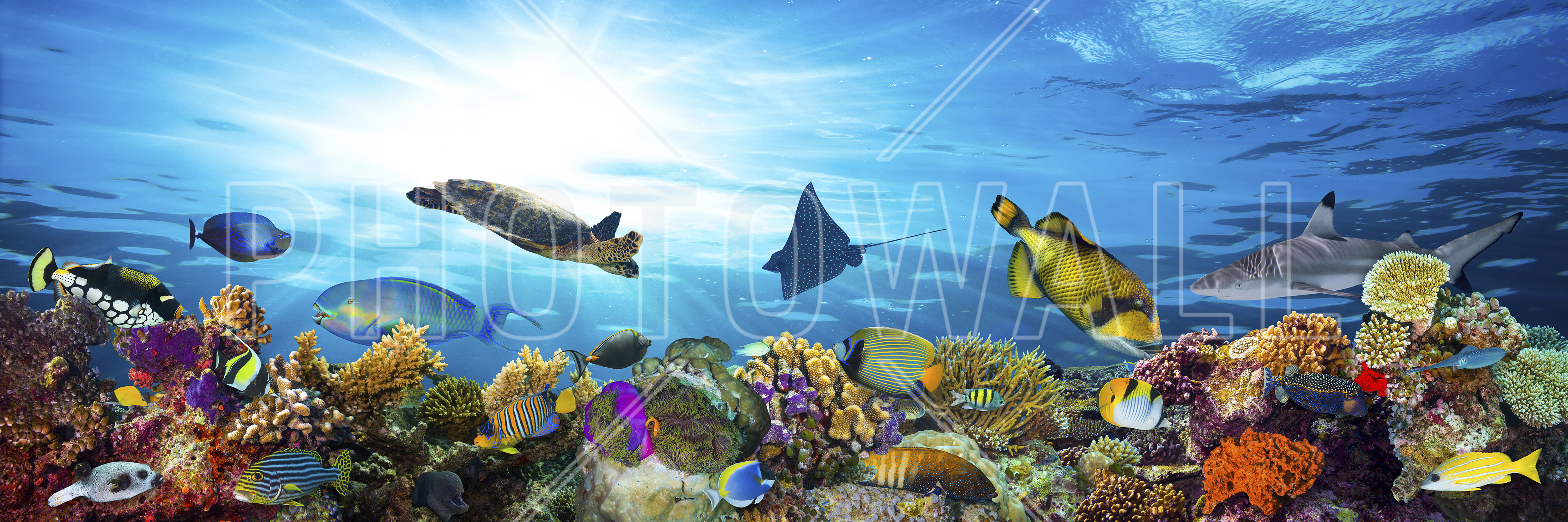 Coral Reef Panorama - Fish In Its Habitat - HD Wallpaper 