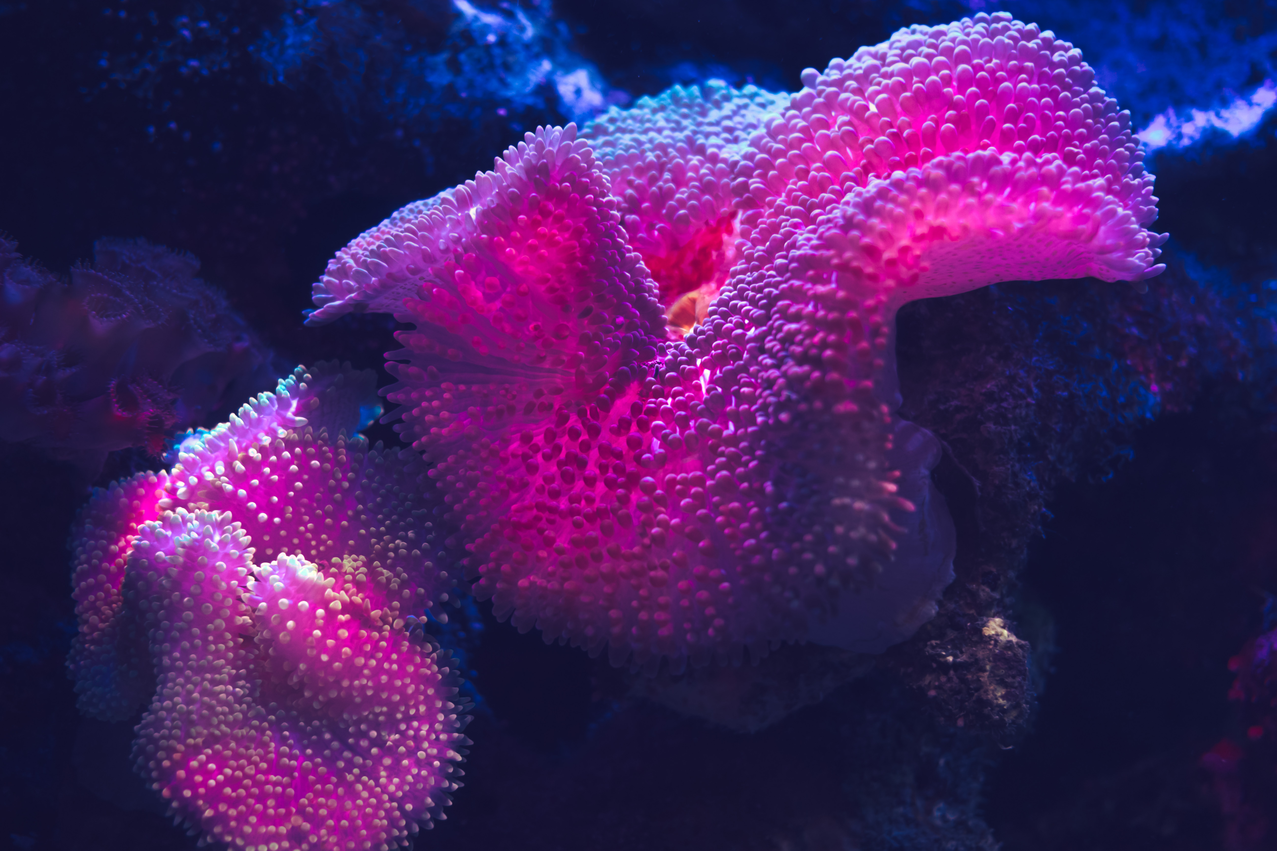 Coral Reef - HD Wallpaper 
