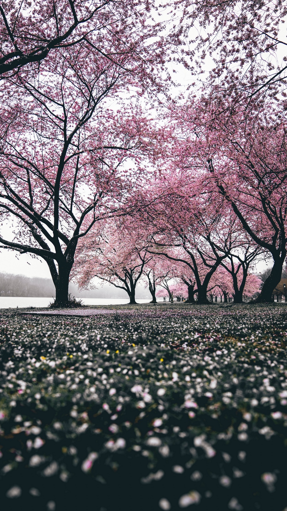 Wallpaper Sakura, Trees, Flowering, Flowers, Blooming - HD Wallpaper 