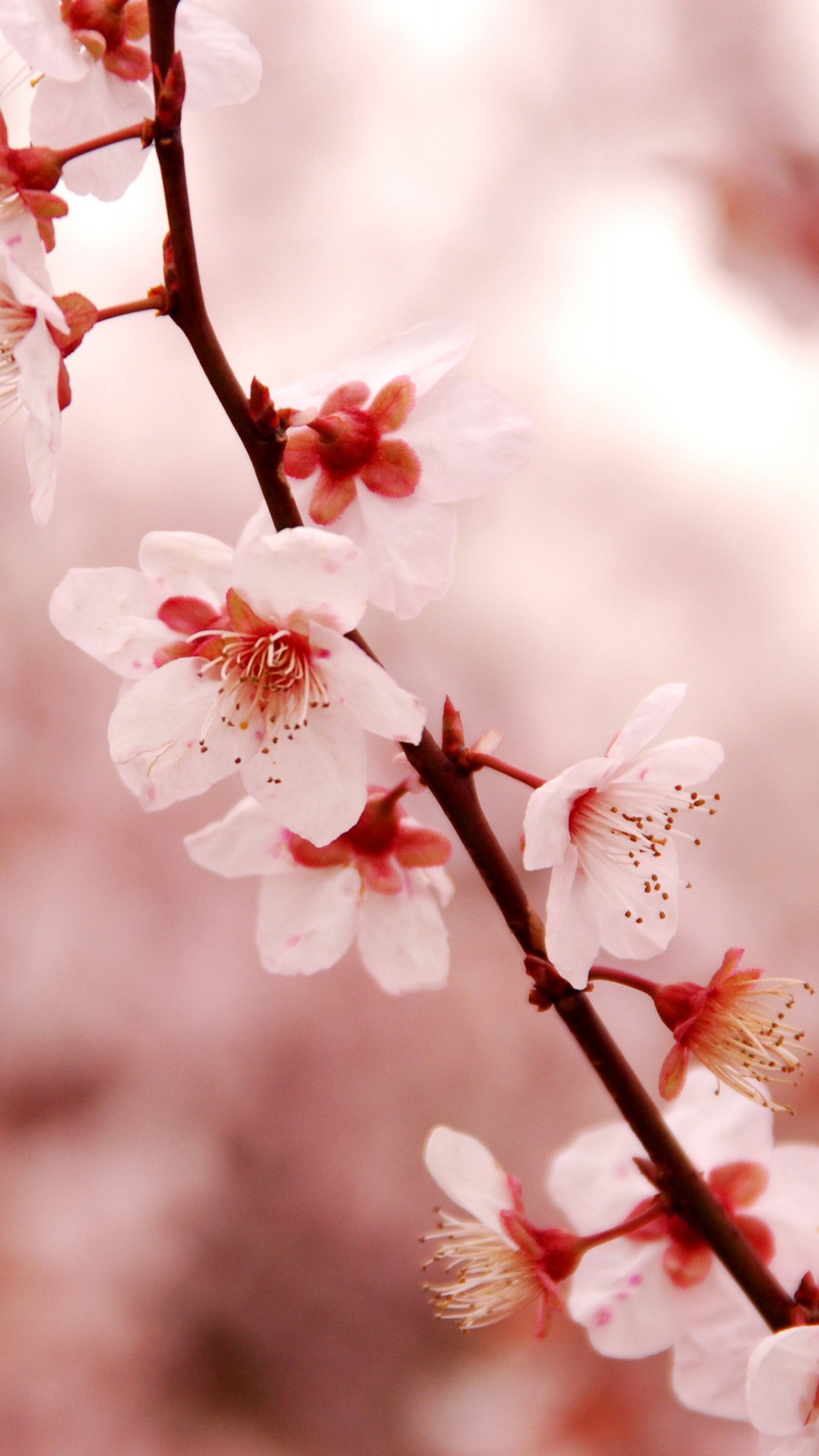 Cherry Blossom Iphone Wallpaper Download Free - Iphone Wallpaper Cherry Blossom - HD Wallpaper 