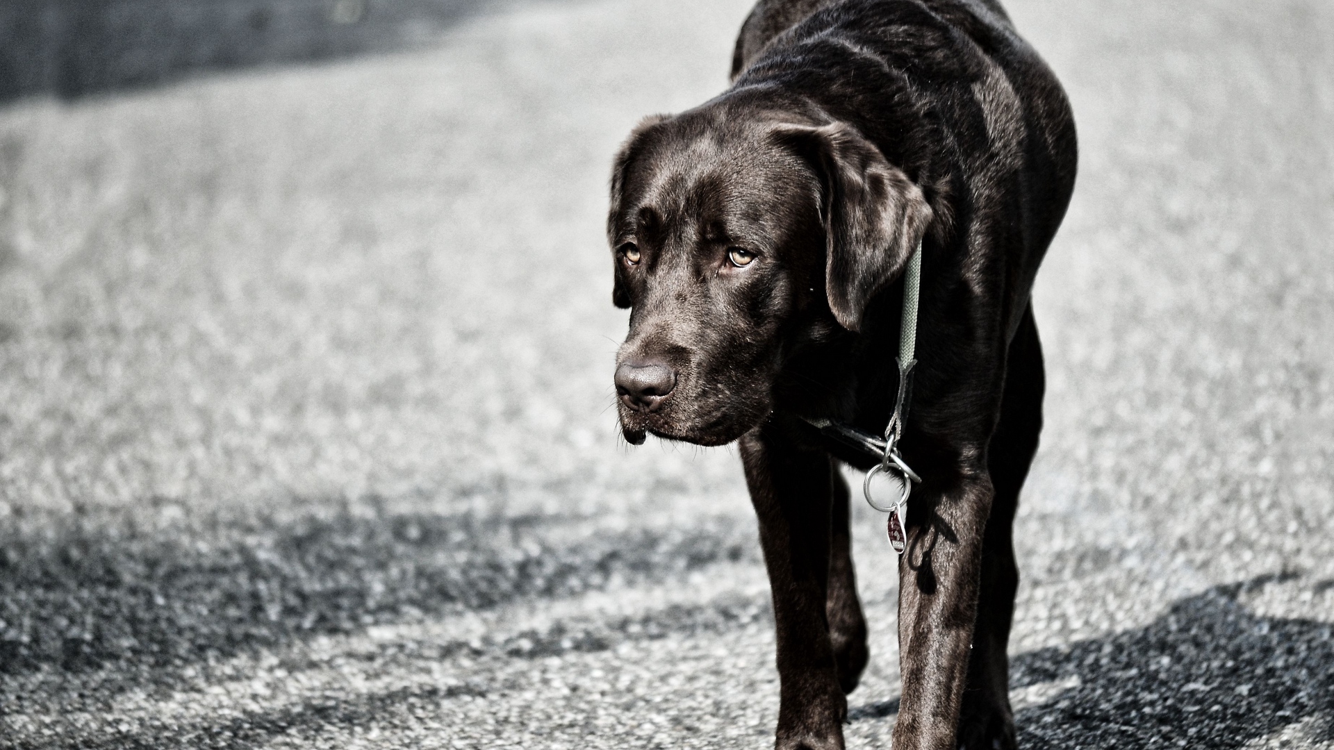 Wallpaper Labrador, Dog, Walk, Black - Black Lab - HD Wallpaper 