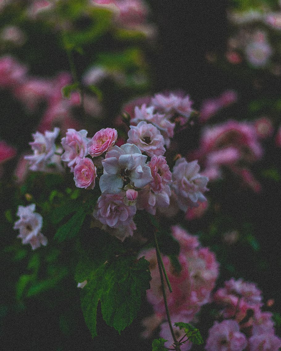 Verona, Italy, Flowers, Nature, Pink, Green, Tumblr, - Sad Flower - HD Wallpaper 