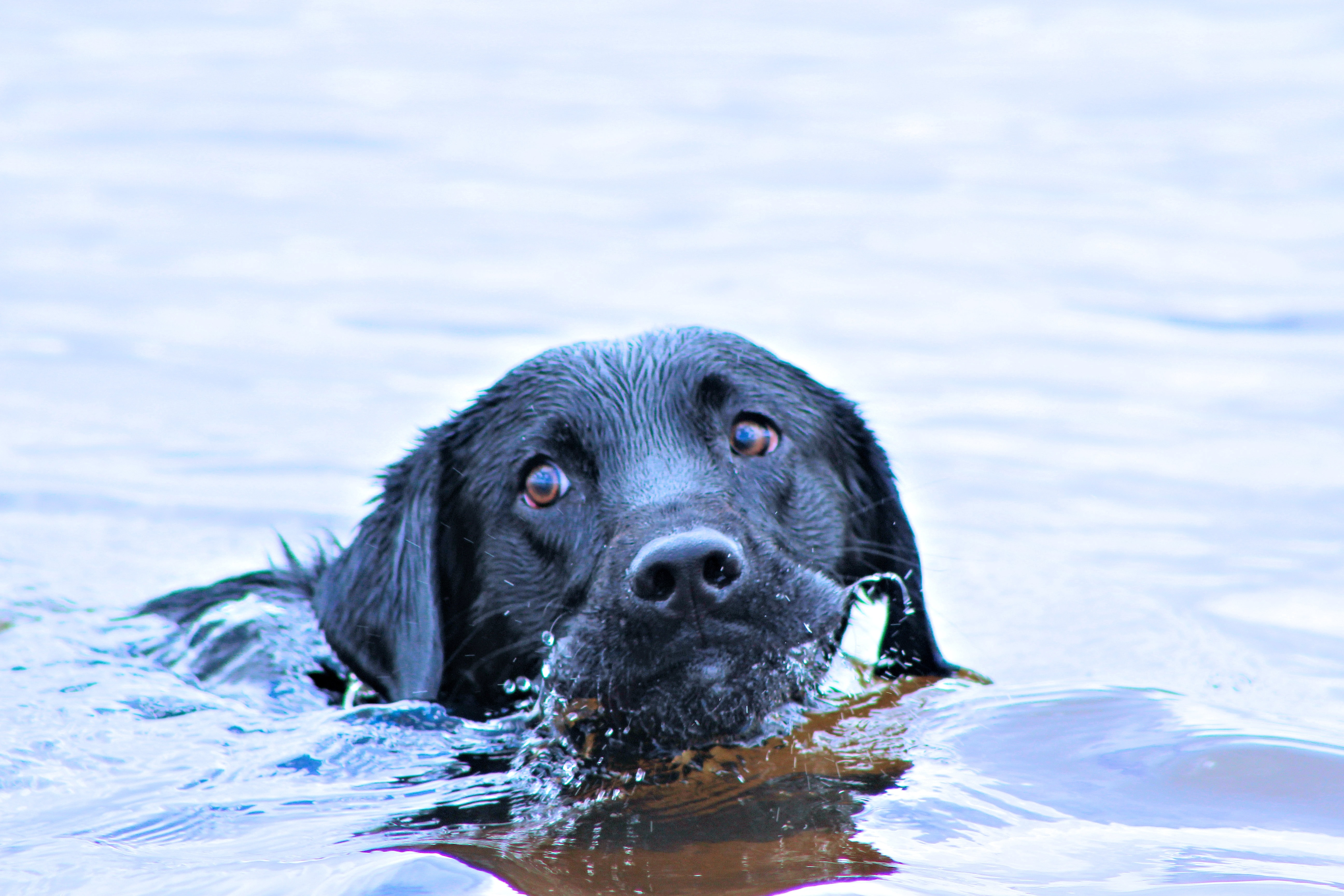Do Labradors Love Water - HD Wallpaper 