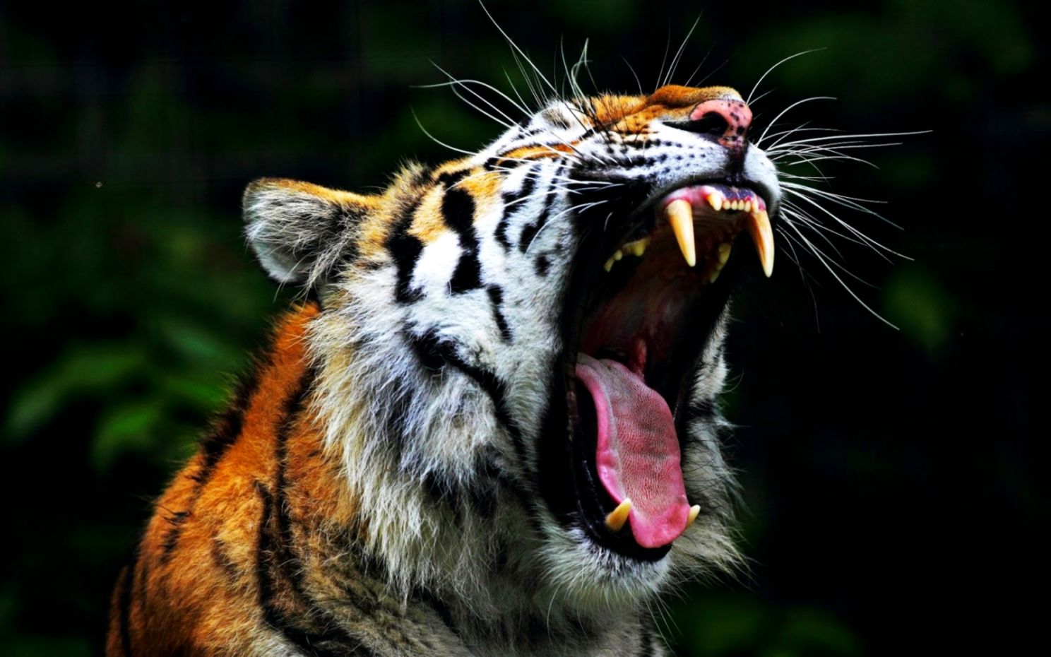 Free Hd Angry Tiger Wallpapers Download - Angry Tiger Wallpaper Hd -  1488x930 Wallpaper 