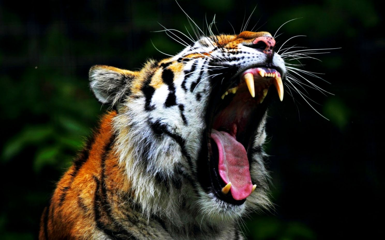 Free Hd Angry Tiger Wallpapers Download - Angry Tiger Wallpaper Hd - HD Wallpaper 