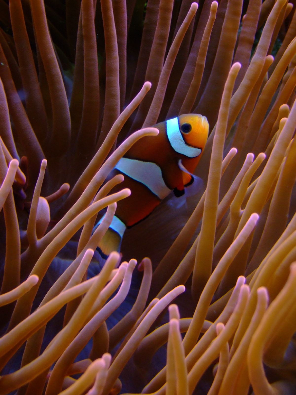 Clown Fish Iphone - HD Wallpaper 