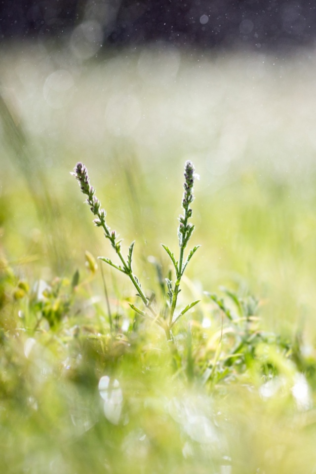 Fresh Plant Wallpapers For Mobile - HD Wallpaper 