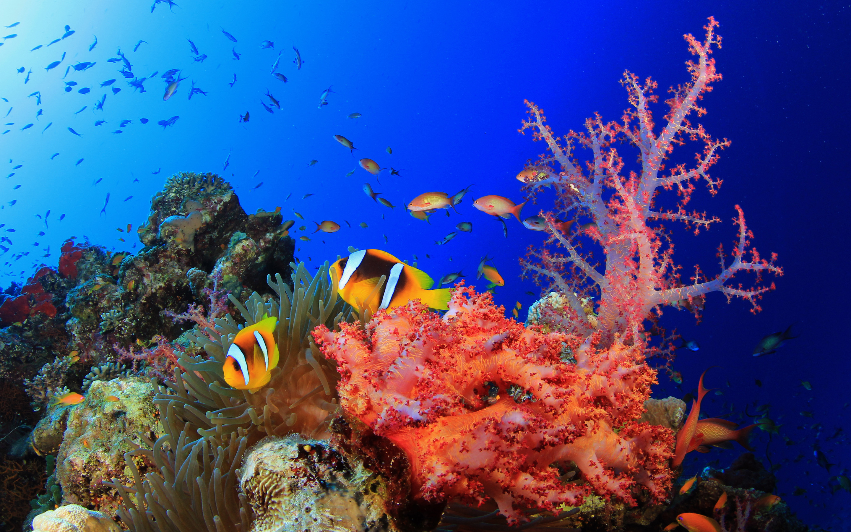 Colorful Ocean Coral Reef - HD Wallpaper 