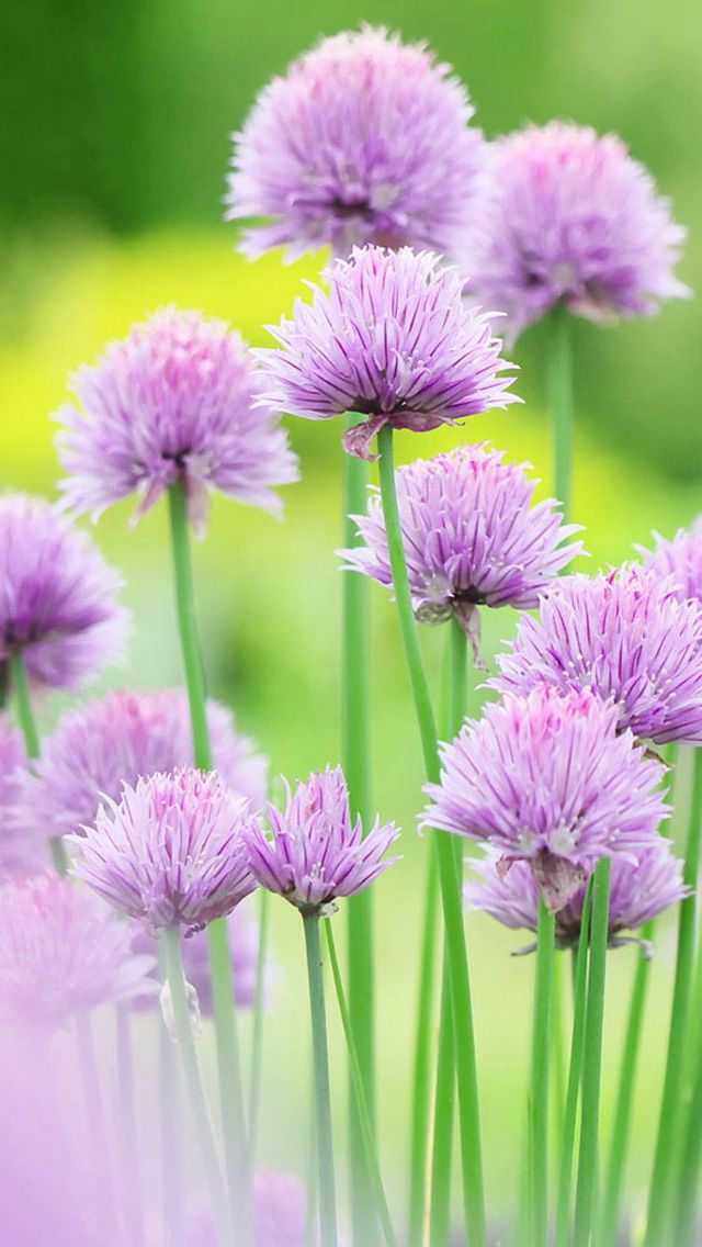 Fresh Phone Wallpapers - Beautiful Flower Hd Wallpapers For Mobile - HD Wallpaper 