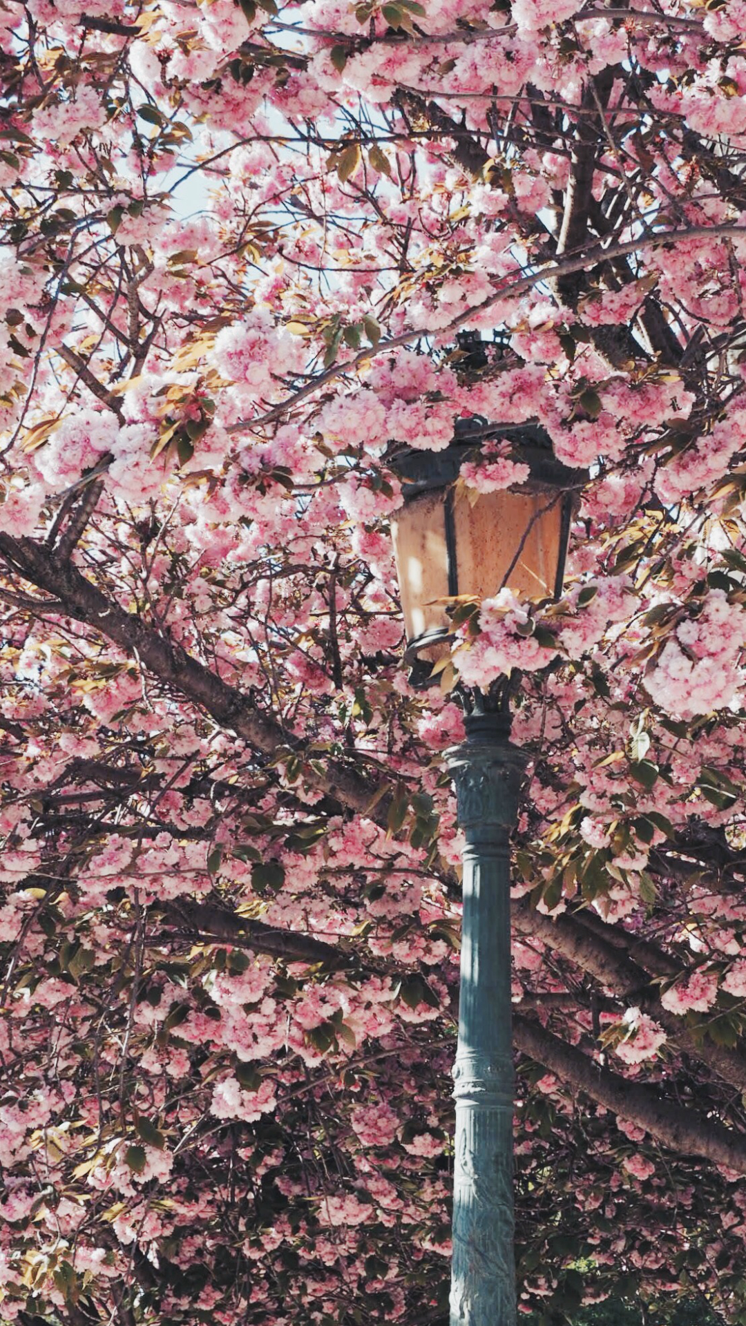 Paris In Bloom Wallpapers - Обои На Айфон Hd Яркие - HD Wallpaper 