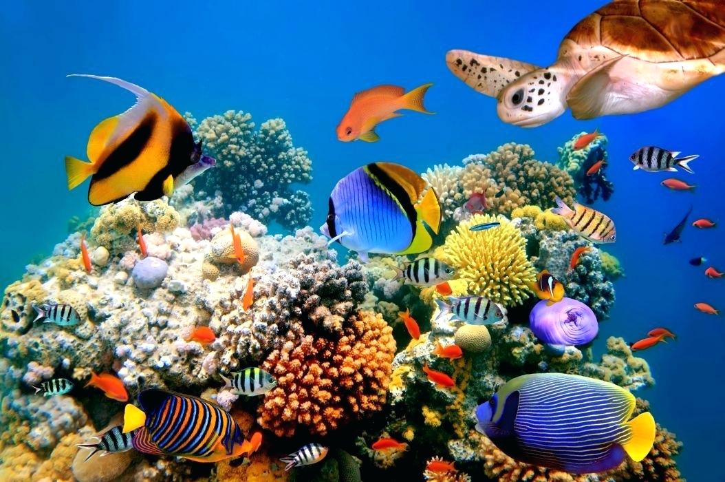 Coral Reef Wallpaper Underwater World Fish Turtles - Nature In The Sea - HD Wallpaper 