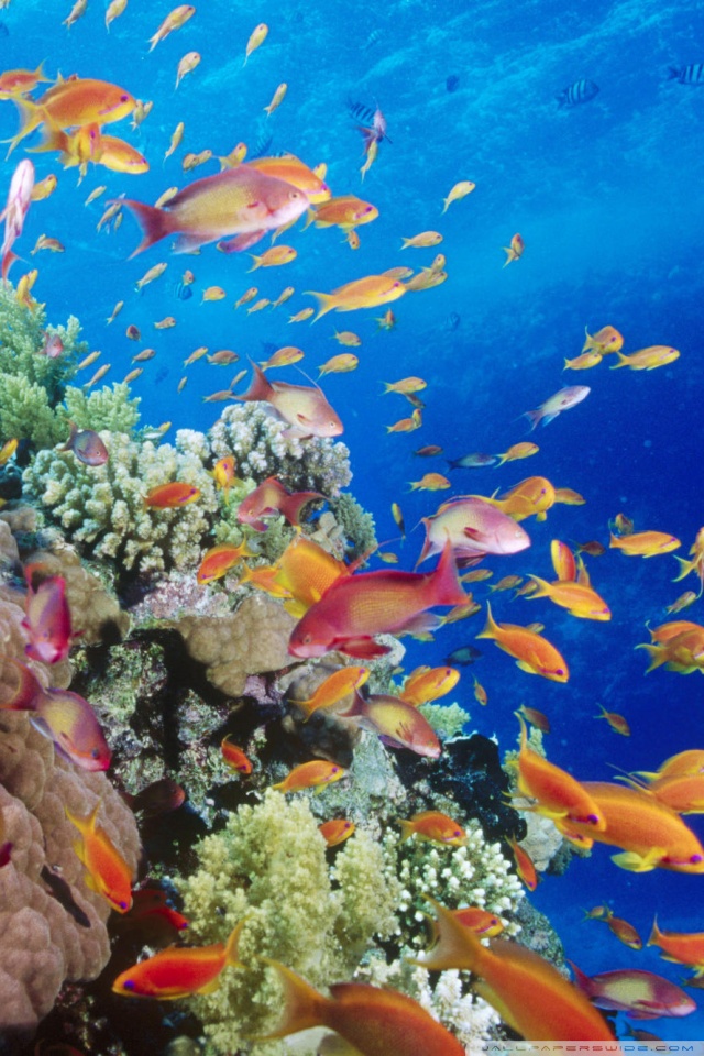 Coral Reef Southern Red Sea Near Safaga Egypt Hd Desktop - Hd Coral Reef Wallpaper Iphone - HD Wallpaper 
