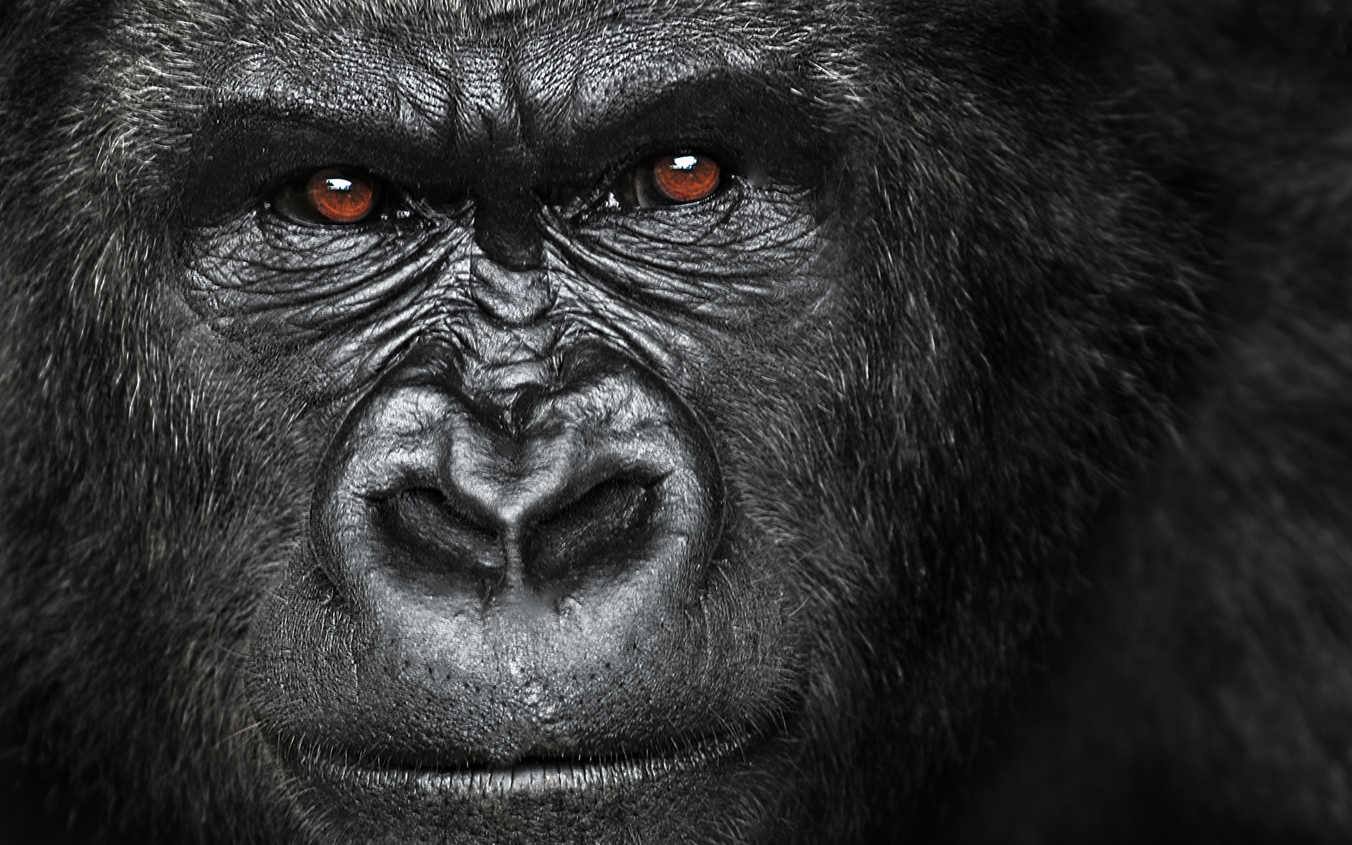 Horrible Gorilla Hd Wallpapers Best Gorilla Hd Wallpapers - Angry Silverback Gorilla Face - HD Wallpaper 
