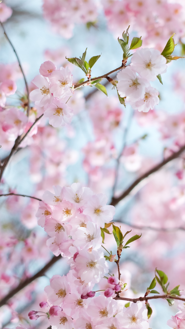 Flowers Sakura Wallpaper Iphone - HD Wallpaper 