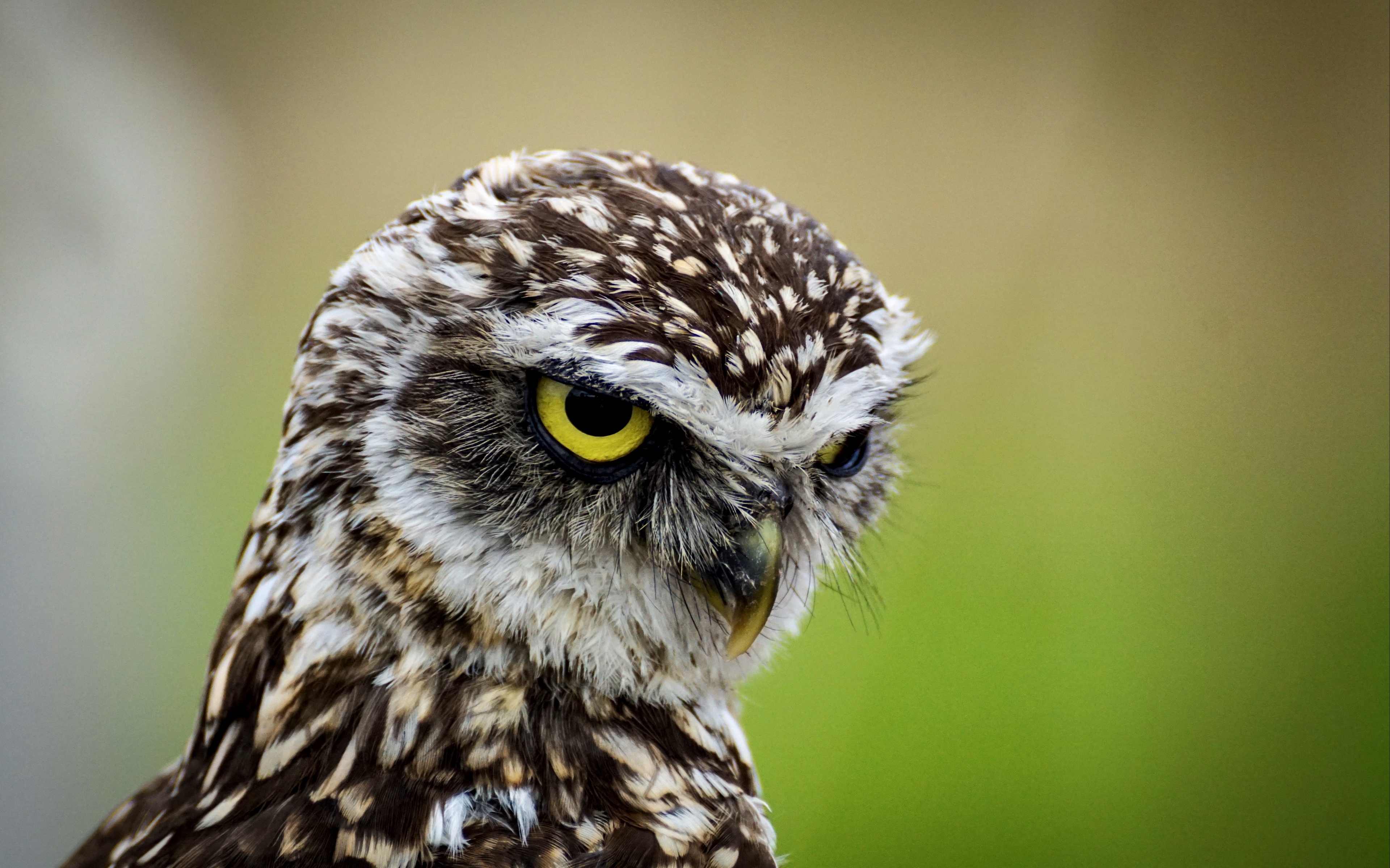 Wallpaper Owl, Bird, Predator, Angry - Owls Have Long Legs - HD Wallpaper 