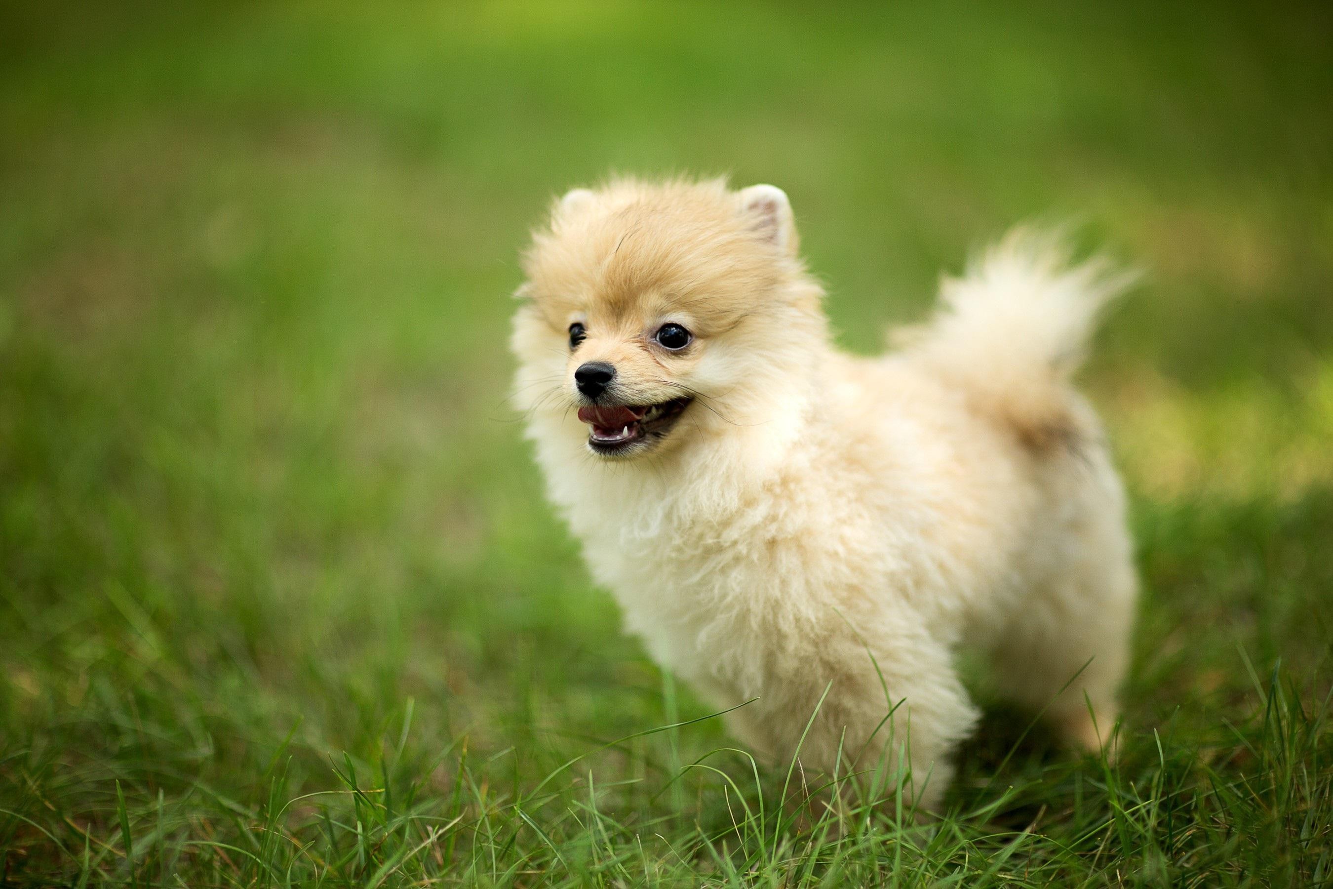 Most, Beautiful, Pomeranian, Dog, Widescreen, High, - Most Beautiful Wallpaper Hd Pets - HD Wallpaper 