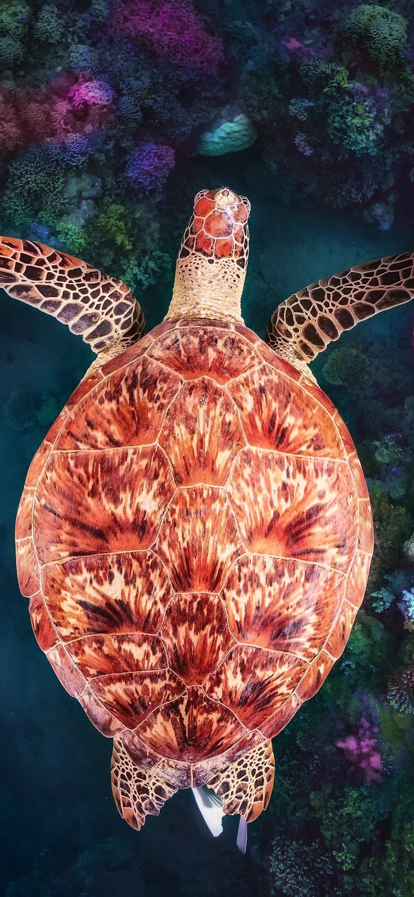 Iphone Wallpaper Turtle, Underwater, Coral Reef - Coral Reef - HD Wallpaper 