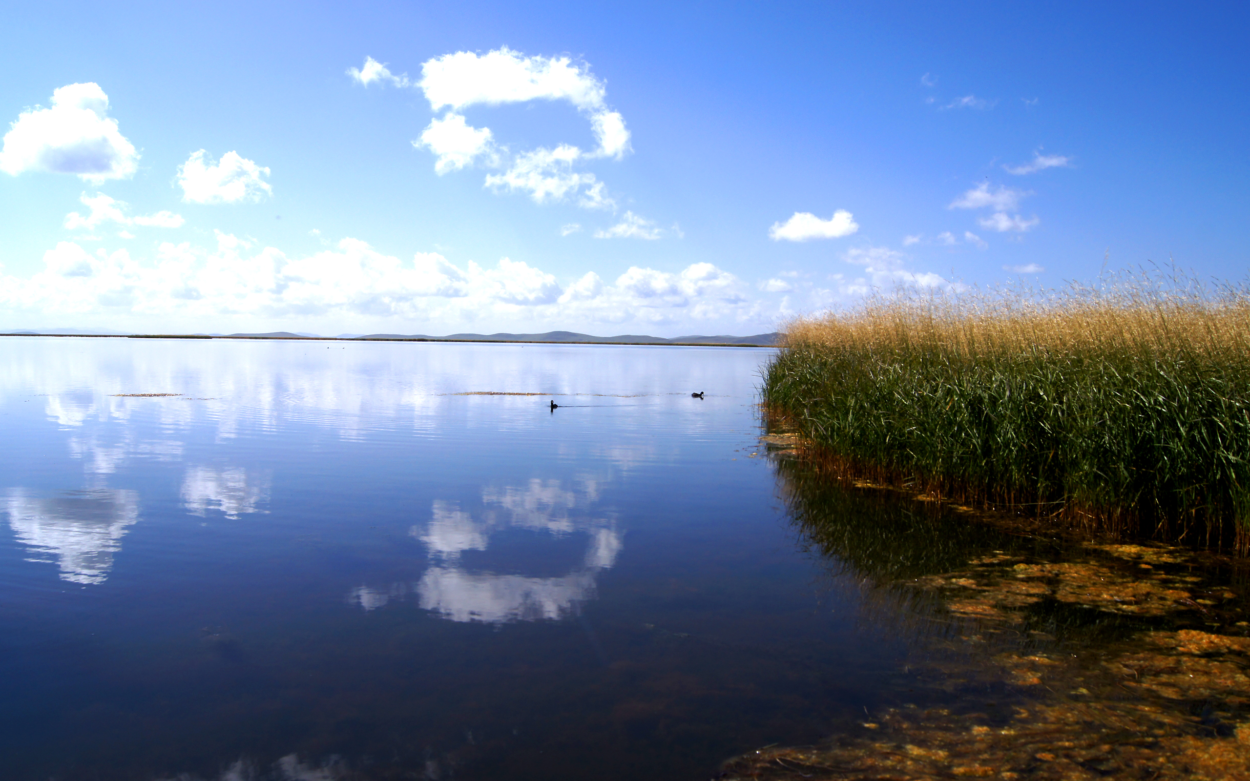 Deepin Linux - HD Wallpaper 