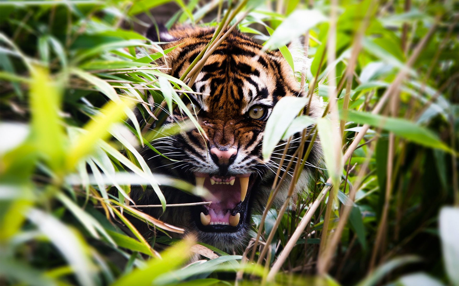 Angry Tiger Wallpaper Hd - Tiger Roaring Wallpaper Hd - HD Wallpaper 