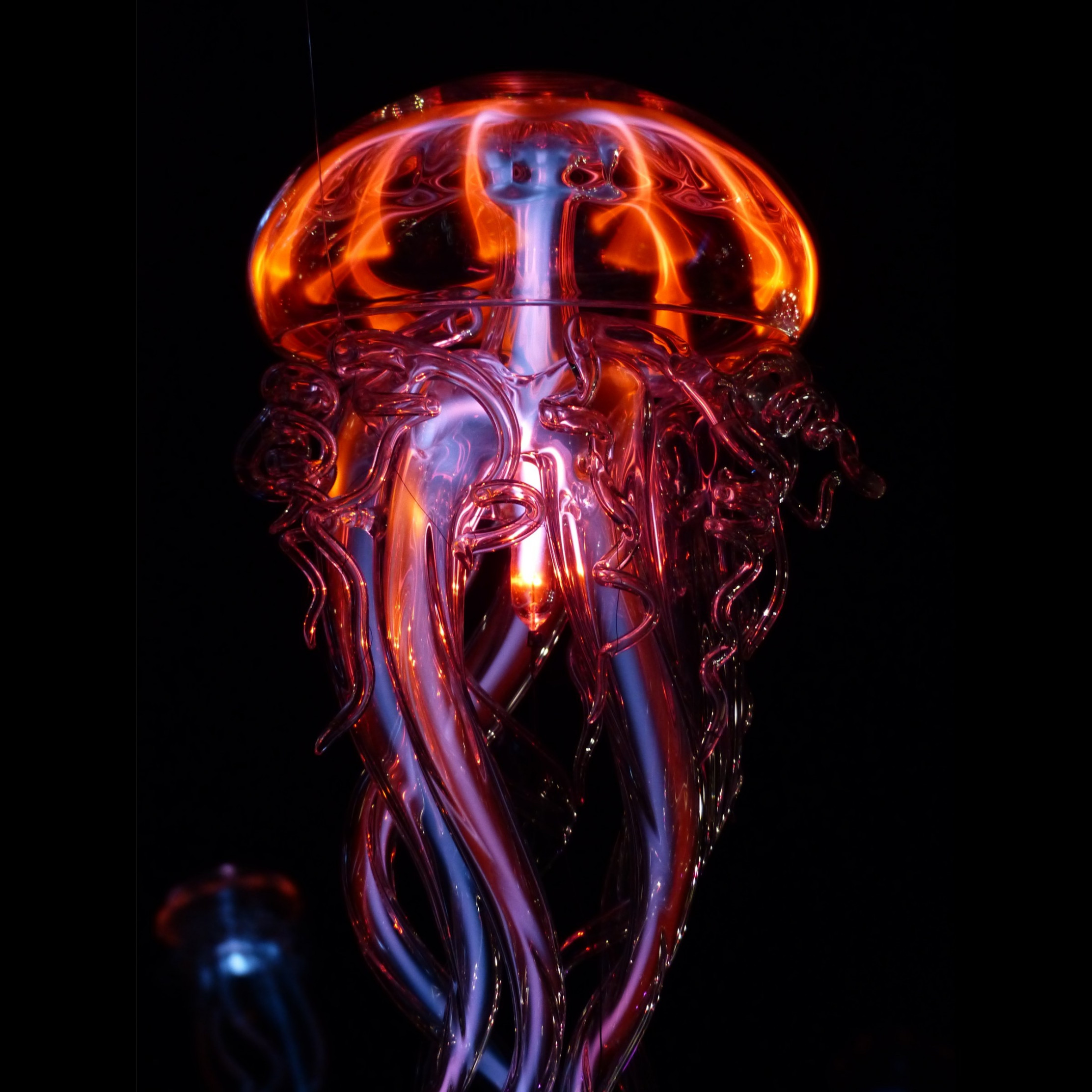 Luminous Jellyfish Wallpaper - David Forbes Phenomenon - HD Wallpaper 