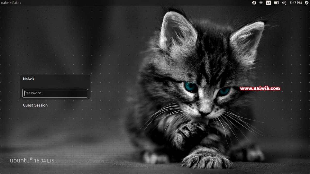 1080p Kitten Wallpaper Hd - HD Wallpaper 