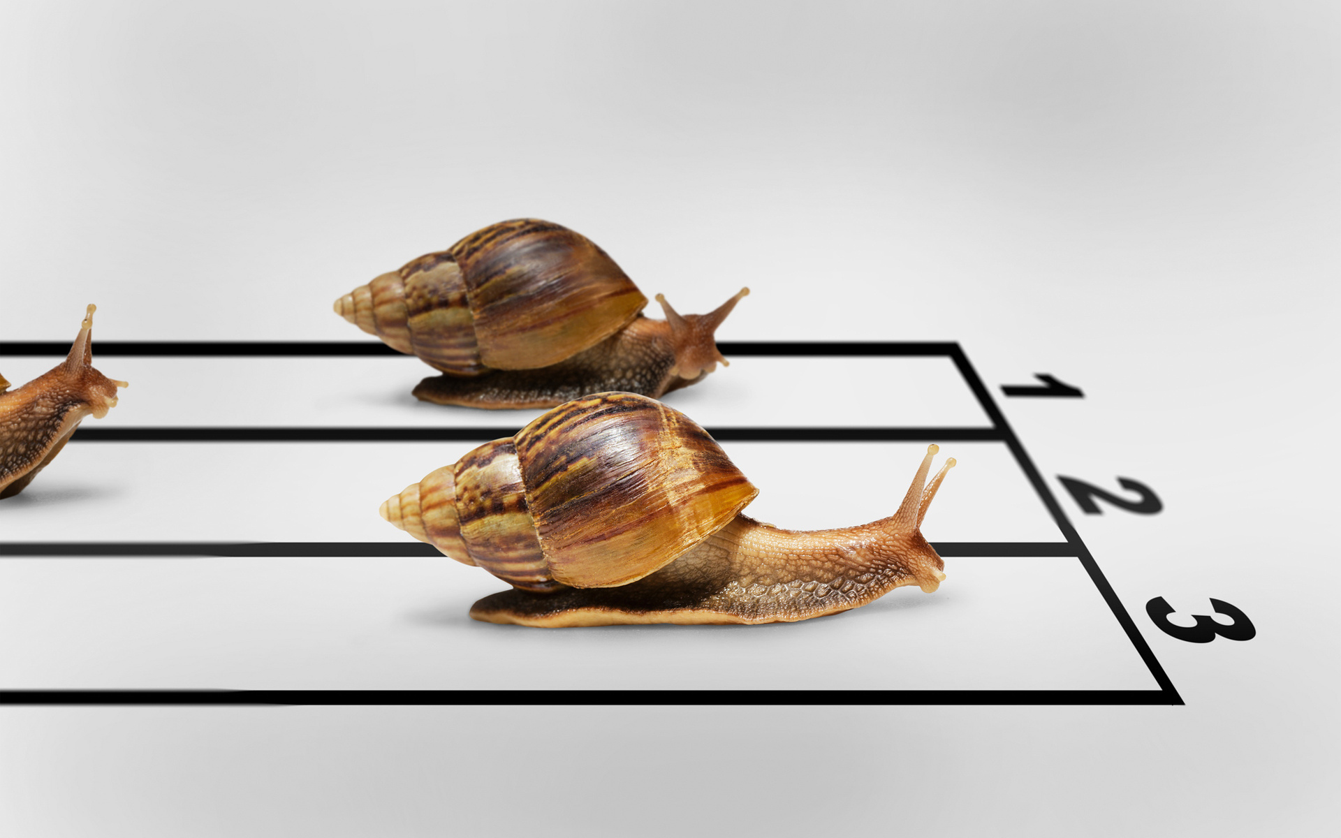 Snail Race - HD Wallpaper 