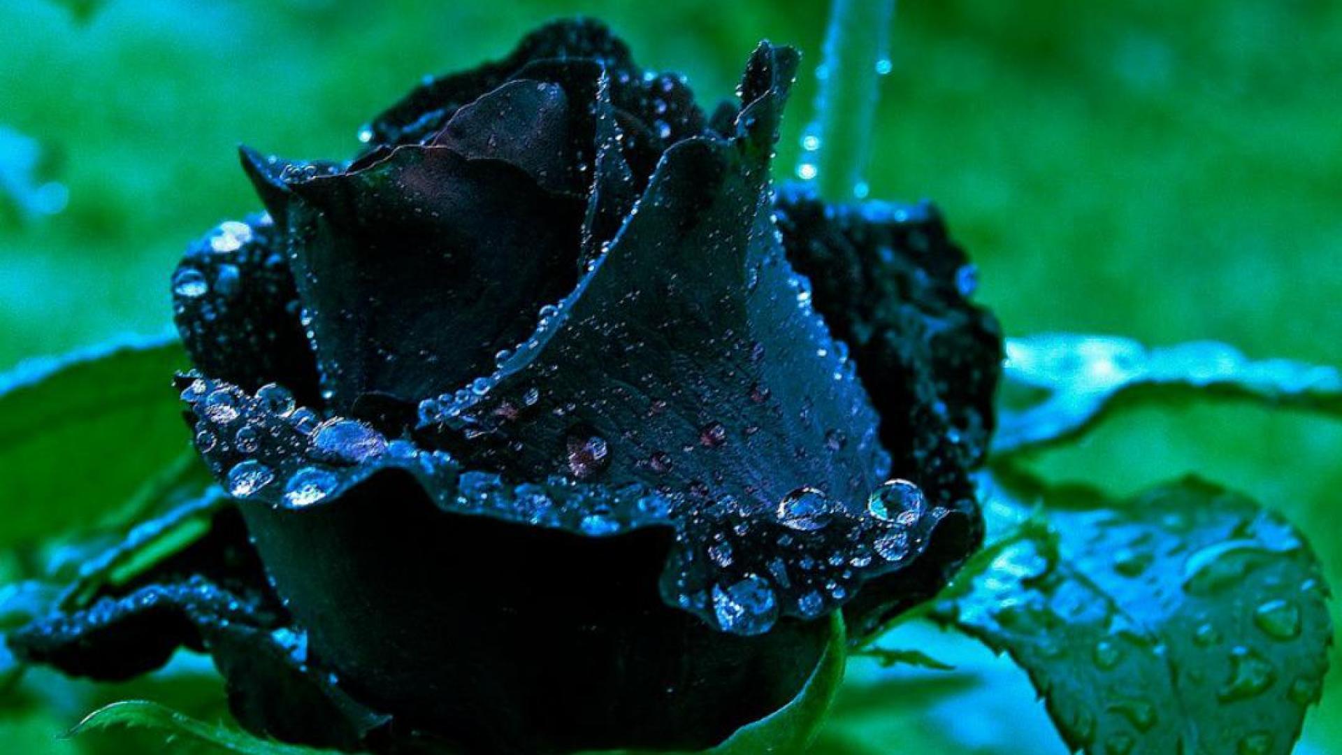 Hd Wallpaper Black Rose - HD Wallpaper 