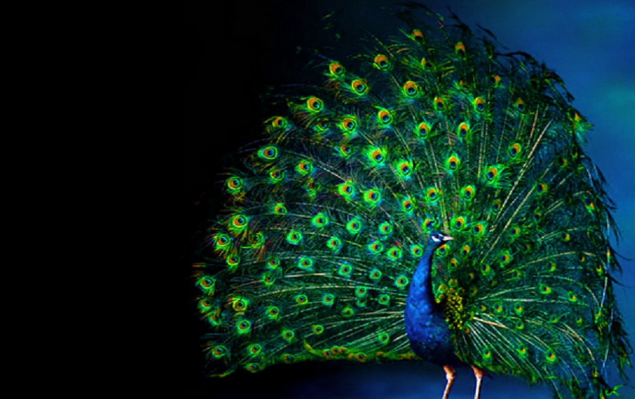 Peacock Luminous Feathering Wallpapers - Nature Animals Wallpaper For Mobile - HD Wallpaper 