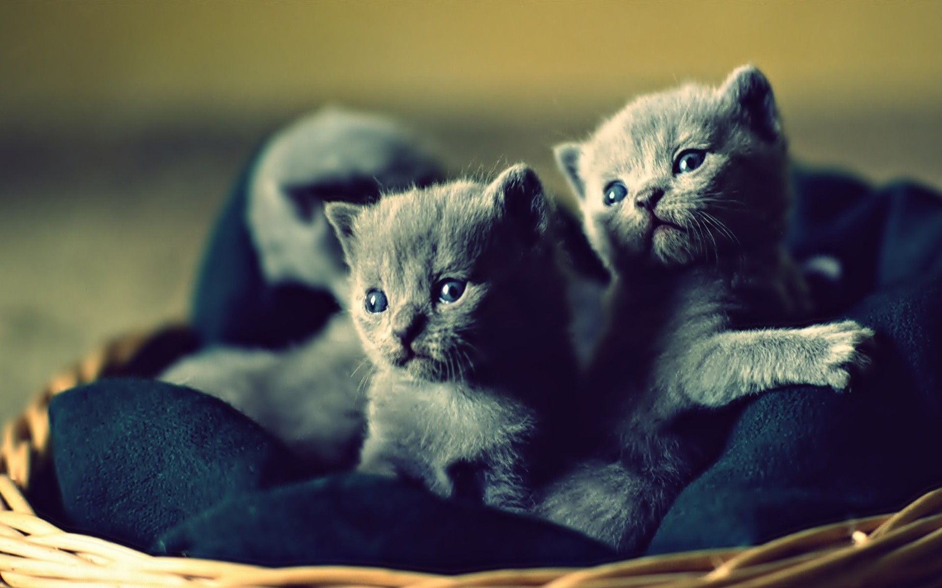 Cute Russian Blue Kitten - HD Wallpaper 