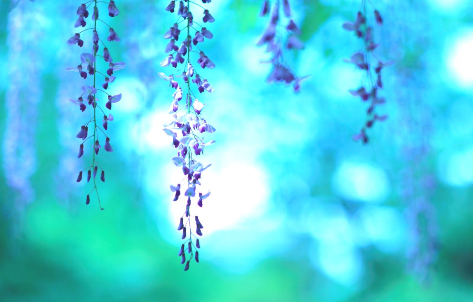 Wisteria Floribunda Royal Purple Flowers Nature Hd - Beautiful Wallpaper Flower Nature - 1528x976 Wallpaper Wisteria Floribunda Royal Purple Flowers Nature Hd - Beautiful Wallpaper Flower Nature - 1528x976 Wallpaper