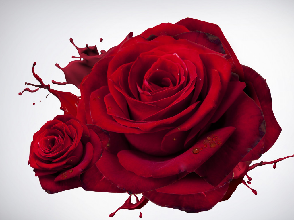 The Most Beautiful Red Roses Wallpaper - Full Screen Rose Wallpaper Hd -  1024x768 Wallpaper 