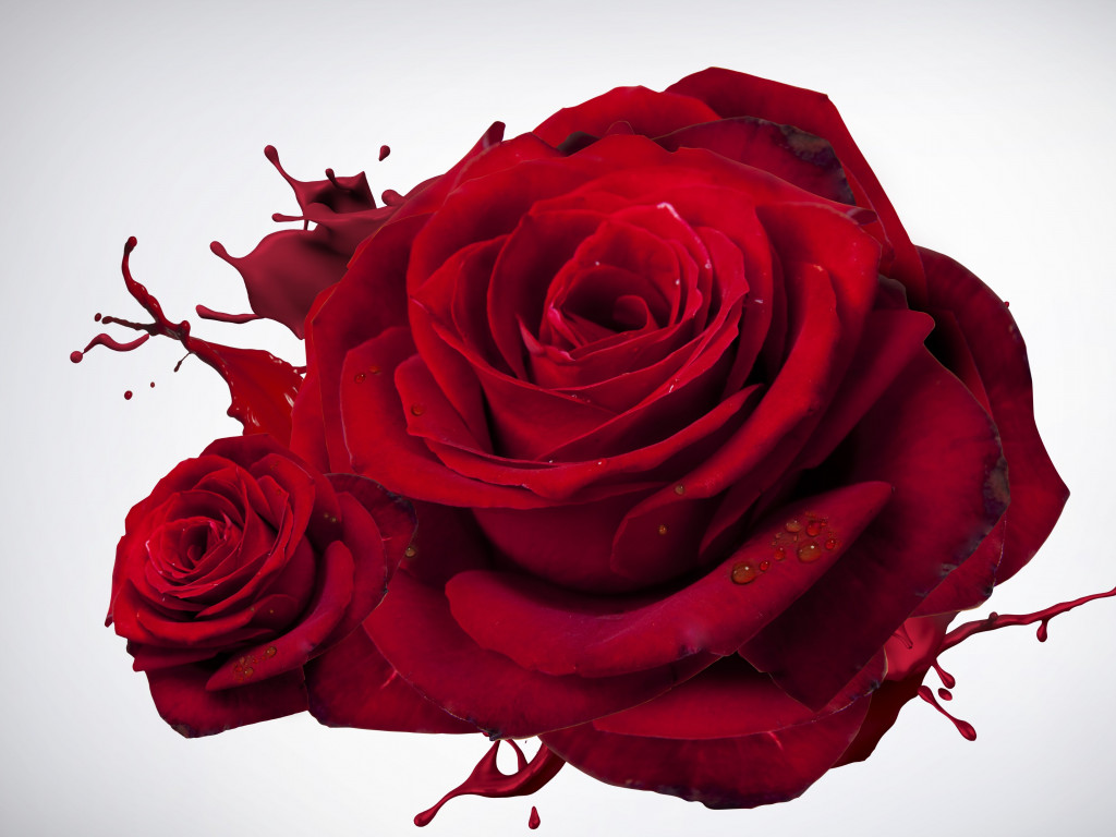 The Most Beautiful Red Roses Wallpaper - Full Screen Rose Wallpaper Hd - HD Wallpaper 