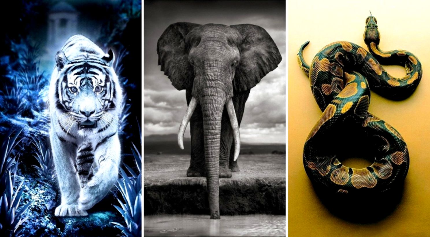 Wild Animals Hq 4k Wallpapers Free Download - Elephant Front Black And White - 1488x819 Wallpaper Wild Animals Hq 4k Wallpapers Free Download - Elephant Front Black And White - 1488x819 Wallpaper