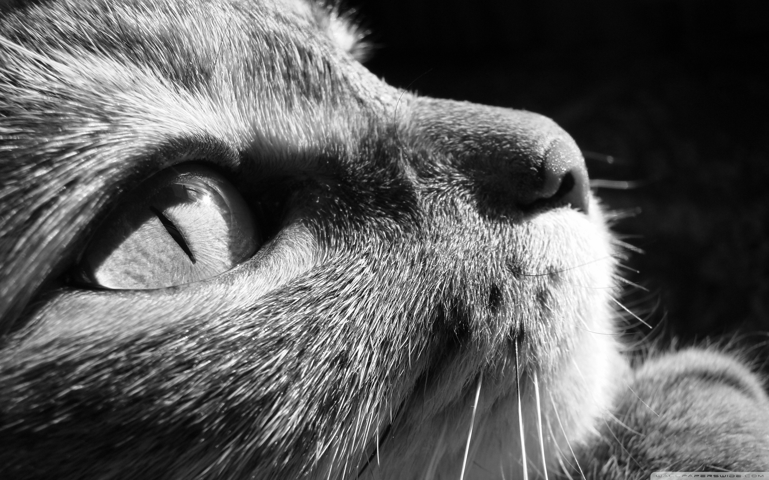 Cat Close Up Black And White - HD Wallpaper 