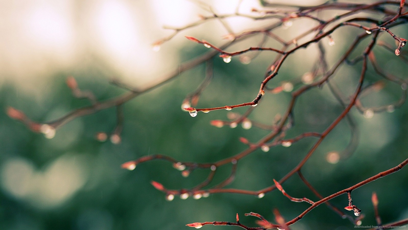 Branch Latest Wallpapers - Photography Desktop Wallpaper Hd - HD Wallpaper 