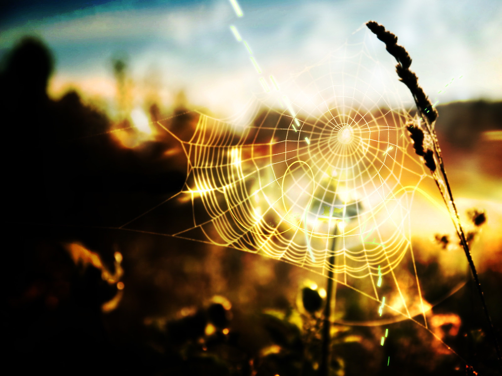 Spider Web Hd - HD Wallpaper 