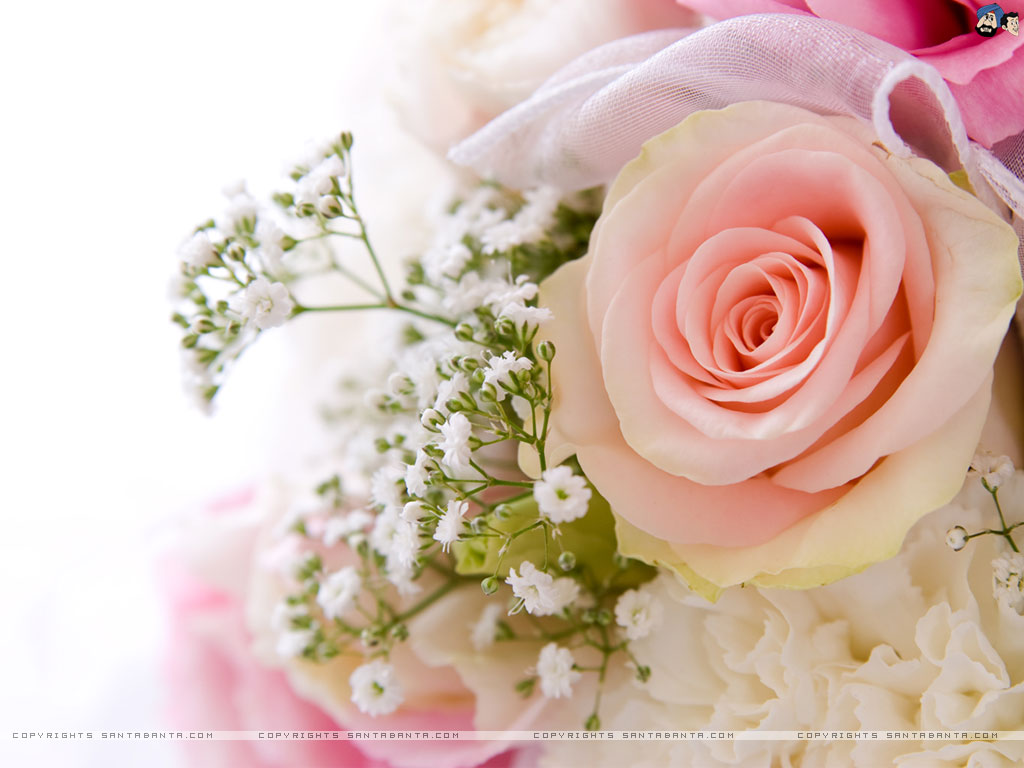 Roses Wallpaper - Nan Funeral Flower Card - HD Wallpaper 
