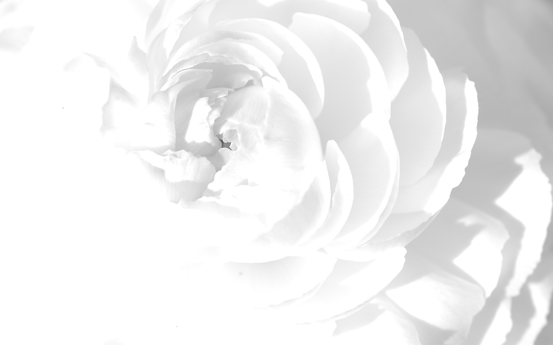 White Wallpaper - HD Wallpaper 