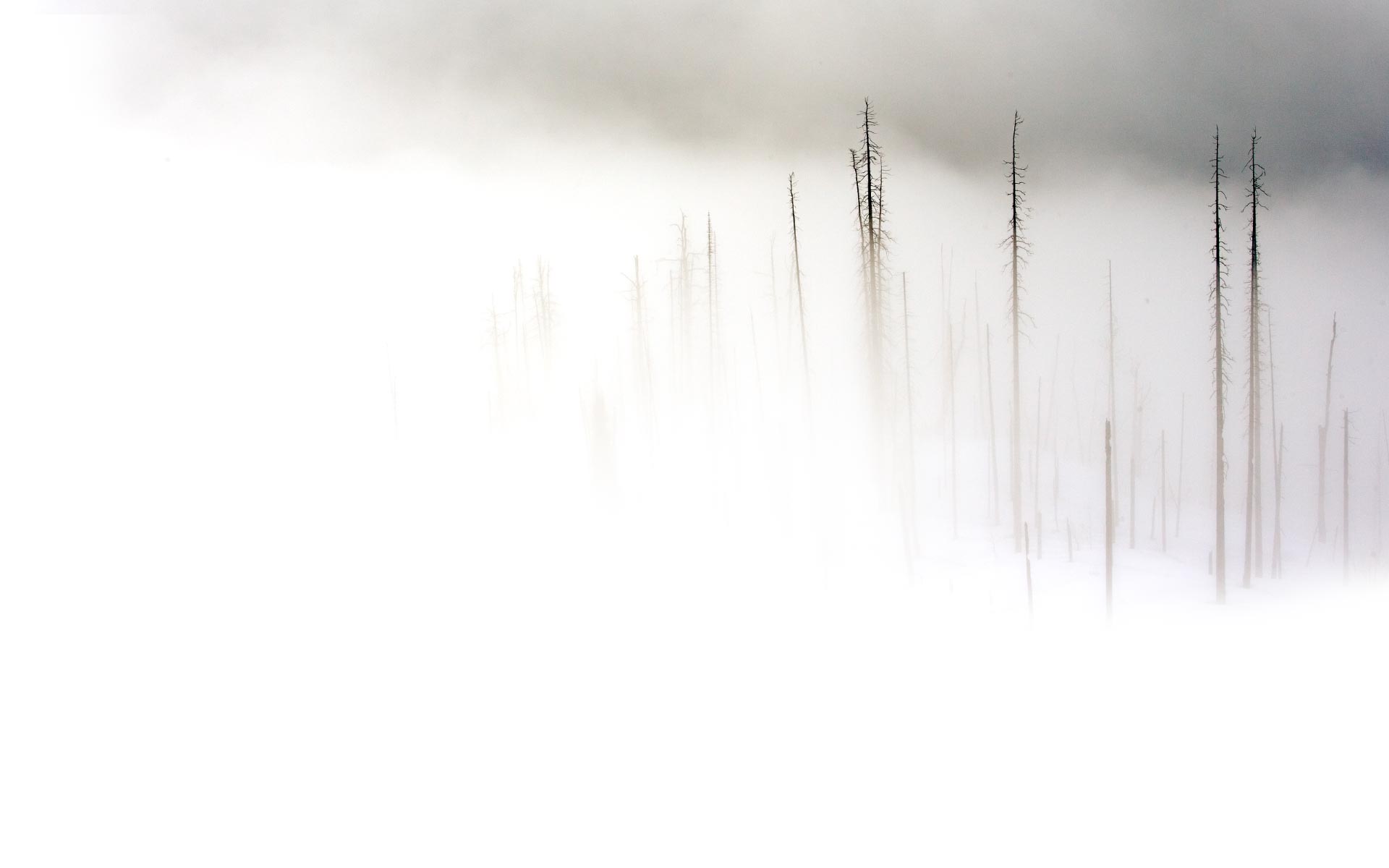White Background Hd - 1920x1200 Wallpaper - teahub.io