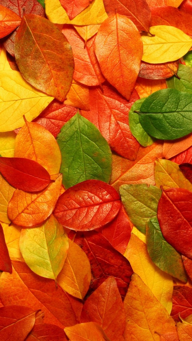 Colourful Leaves Wallpaper - Colourful Wallpaper Hd For Mobile - 640x1136  Wallpaper 
