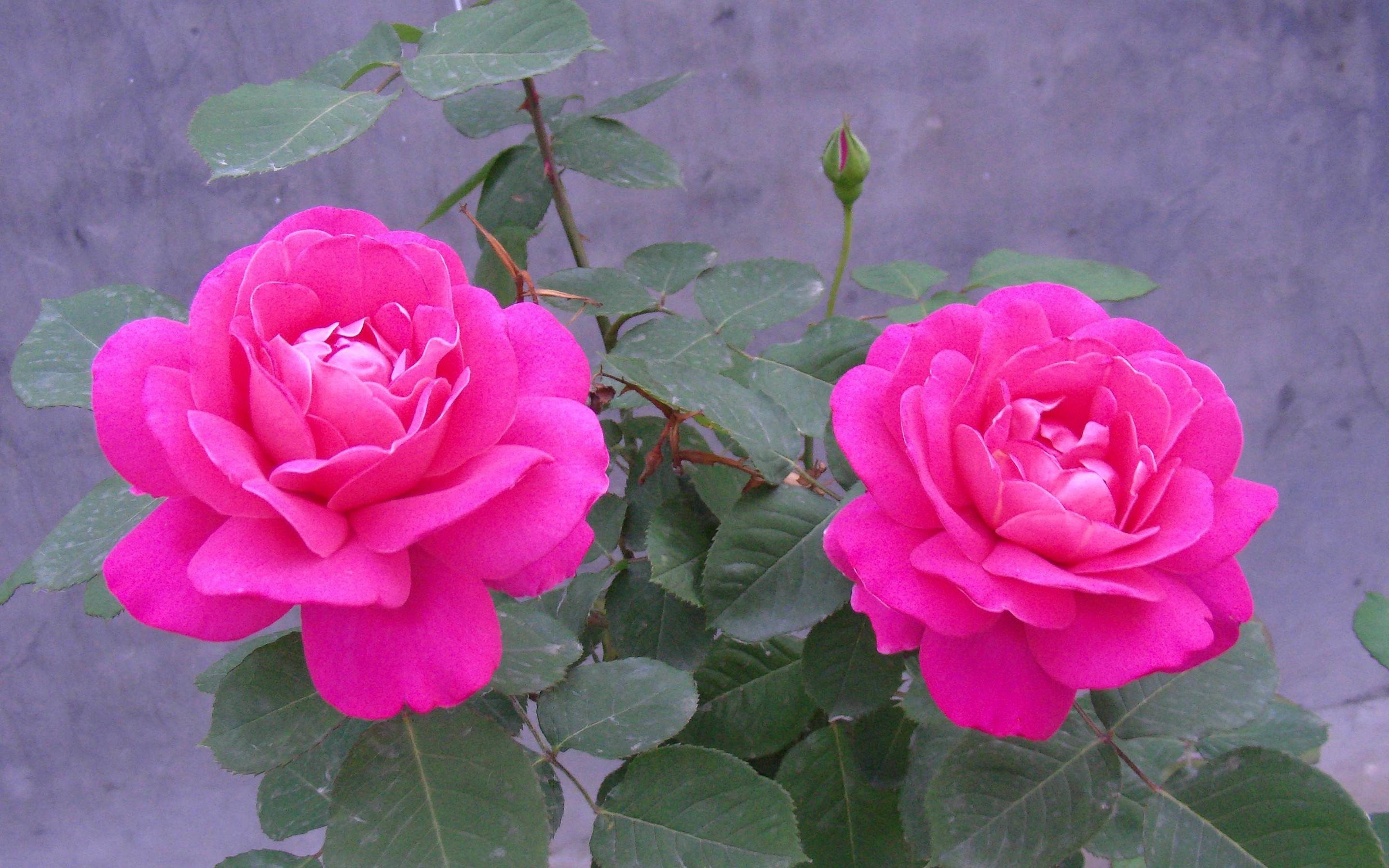 Download Link - Garden Roses - HD Wallpaper 