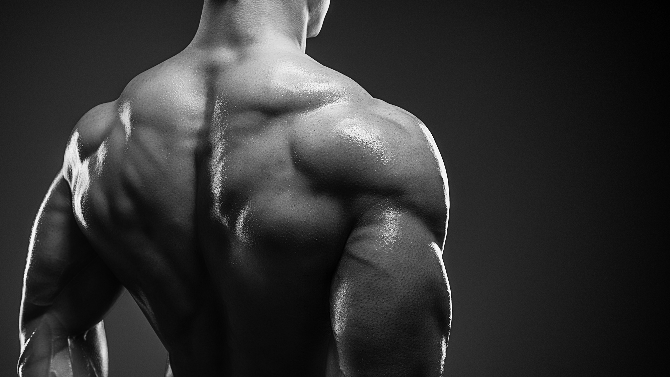 Bodybuilder Back - HD Wallpaper 