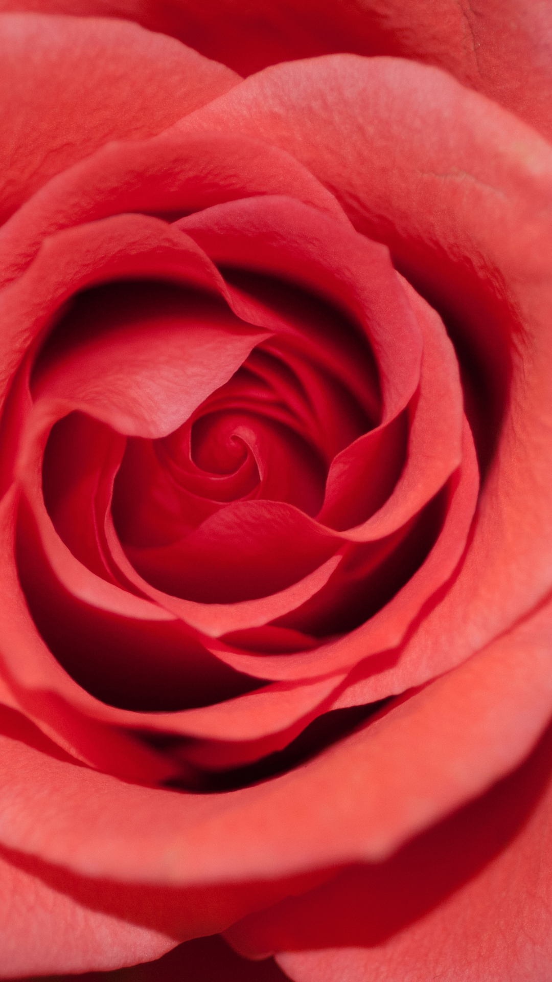 Red Rose In Macro Iphone Wallpaper - HD Wallpaper 